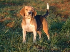 Beagle todo incluido 400 euros - mejor precio | unprecio.es