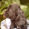 Cachorros de Cocker Spaniel Ingles