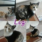 LIZ. Gatita tricolor viviendo en un porche. - mejor precio | unprecio.es