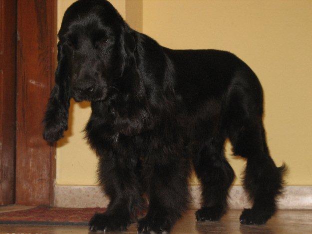 oportunidad cachorro cocker macho color negro,
