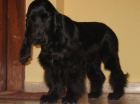 oportunidad cachorro cocker macho color negro, - mejor precio | unprecio.es