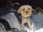 Perro abandonado en adopcion - mejor precio | unprecio.es