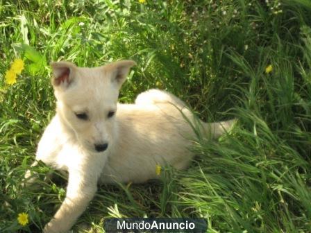 Regalo cachorros cruce podenco