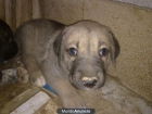 Regalo mastina cachorra - mejor precio | unprecio.es