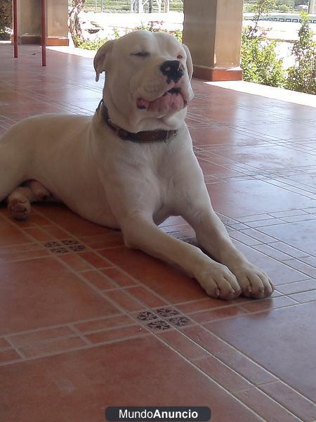 se ofrece dogo argentino para monta