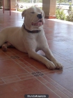 se ofrece dogo argentino para monta - mejor precio | unprecio.es