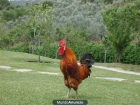 SE VENDEN GALLINAS DE RAZA - mejor precio | unprecio.es