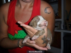 Vendo cachorros de Pitbull terrier de raza (rednoise) - mejor precio | unprecio.es