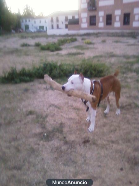 vendo pitt bull