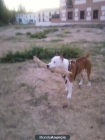 vendo pitt bull - mejor precio | unprecio.es