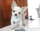 ★CHIHUAHUAS TOYS DE  CALIDAD, GARANTIA CAMBANUS .   EVITE ESTAFAS, WWW.MIENANO.COM★ - mejor precio | unprecio.es