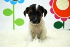 ( Entrega inmediata ) _ Jack Rusell Terrier_ WWW.ANIMALFLOWER.COM _ VACUNADO Y DESPARASITADO _ CONTRATO COMPRAVENTA - mejor precio | unprecio.es