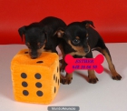 ¡Mini Pincher, tu cachorro! - mejor precio | unprecio.es