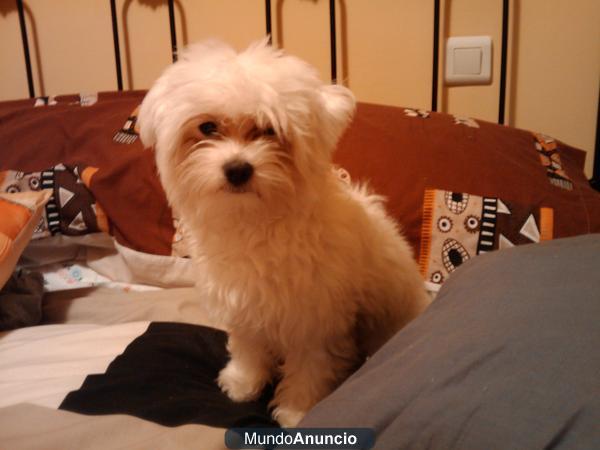 BUSCO HEMBRA BICHON MALTES PARA MONTA