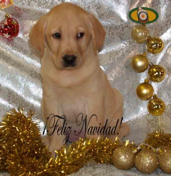 Impresionante Labrador, cachorros 2 meses