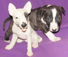 Impresionantes cachorros de Bull Terrier con pedigree - mejor precio | unprecio.es