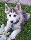 max y MIIA (siberiano Husky Cachorros) - mejor precio | unprecio.es
