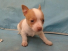 Perros chihuhua cachorros - mejor precio | unprecio.es