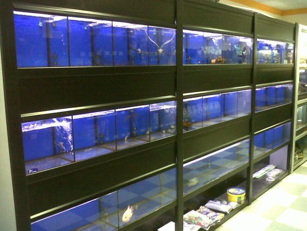 Se vende módulos de acuario para tienda de animales