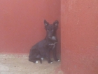 snauzer collie - mejor precio | unprecio.es