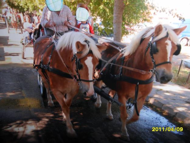 VENDO 2 YEGUAS DE RAZA HAFLINGER DE 8 Y 9 AÑOS YA ENGANCHADAS A COCHE DE CABALLOS