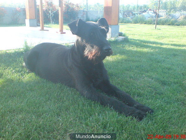 VENTA DE SCHNAUZER GIGANTE