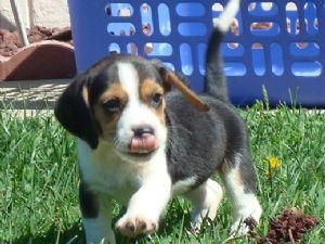 130 Beagle cachorro macho para venta