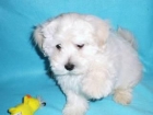 2 PERRITOS MALTESES PARA GRATIS! - mejor precio | unprecio.es