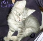 Adopta, no compres. Asoc. GATA - mejor precio | unprecio.es