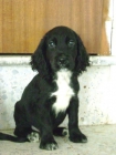 Cachorros de Cocker negors - mejor precio | unprecio.es