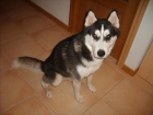 cachorros huskys - mejor precio | unprecio.es