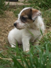CACHORROS JACK-RUSSELL TERRIER (LINEA AUSTRALIANA) - mejor precio | unprecio.es