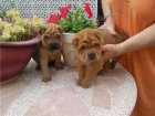 camada de shar pei, preciosos - mejor precio | unprecio.es