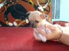 chihuahua mini toy - mejor precio | unprecio.es