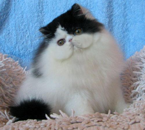 Gatitos Persas Disponibles!!!