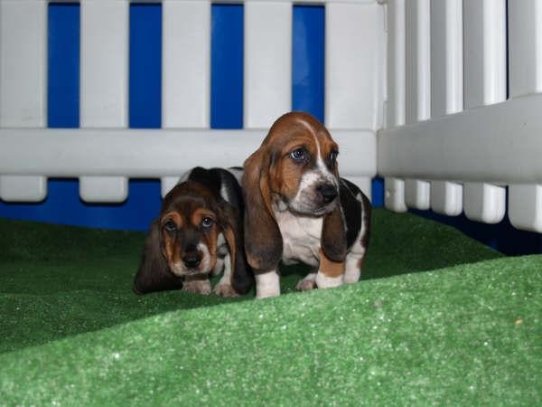 Impresionantes Bassett Hound, cachorritos