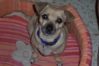 Perrita abandonada¡ - mejor precio | unprecio.es