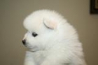 Pomeranias crema pequeñisimos. - mejor precio | unprecio.es