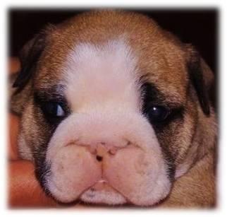 Preciosa cachorra bulldog ingles