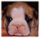 Preciosa cachorra bulldog ingles - mejor precio | unprecio.es