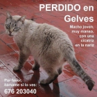 Se ha perdido el bello y manso gatito Chris - mejor precio | unprecio.es