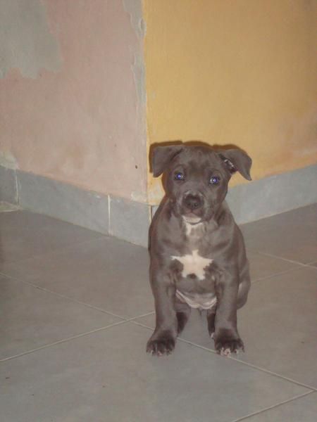 vendo cachorra de american stanfor blue