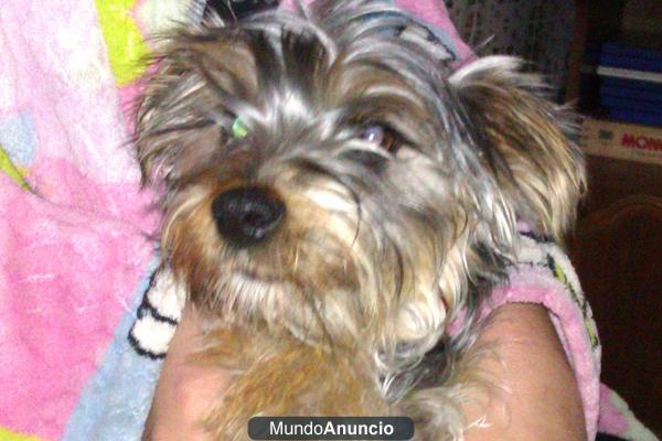 vendo yorkshire de 10 meses por 150 euros en malaga