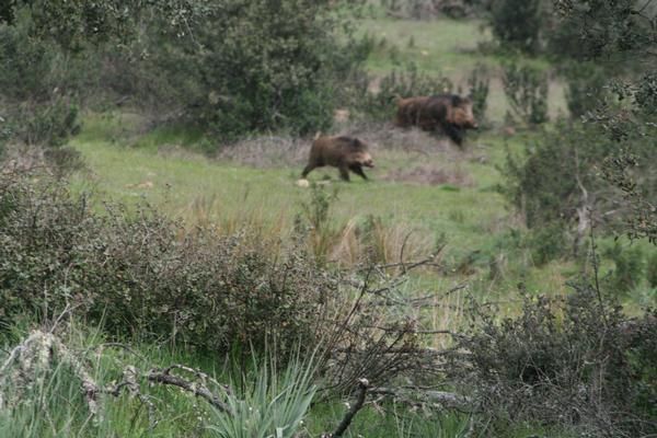 Venta de Accion de Monterías