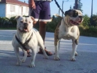 bulldog americano - mejor precio | unprecio.es