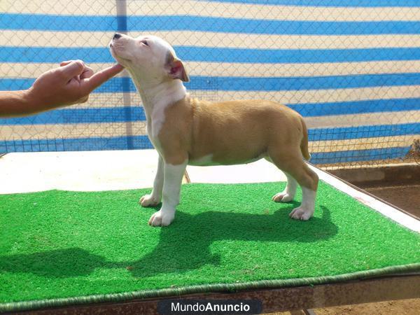 Cachorros de American Staffordshire Terrier con Pedigree