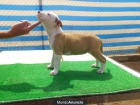 Cachorros de American Staffordshire Terrier con Pedigree - mejor precio | unprecio.es