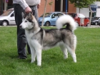 Camada de Alaskan Malamute de Circulo Polar. Entrega Dieciembre - mejor precio | unprecio.es