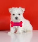 Camada de Bichon maltes ¡Garantía veterinaria - mejor precio | unprecio.es