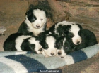 Camada de Boder Collie - mejor precio | unprecio.es